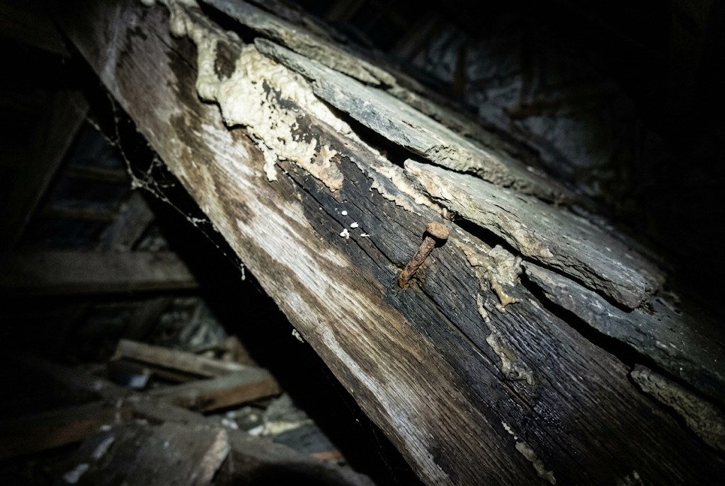 Damp or a musty loft